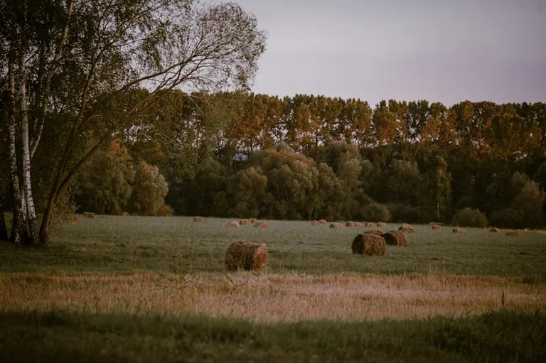 Miķeļdiena 29. septembrī: rudens robeža divos kalendāros