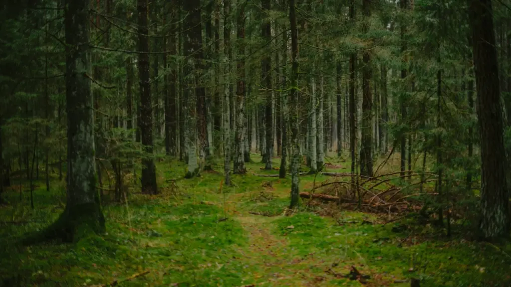 Šaurs, līkumots meža celiņš blīvā, zaļā Latvijas mežā, aicinot uz pārdomām.