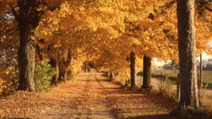 11. oktobris Latvijā: ko rudens dokumenti atklāj par ikdienu